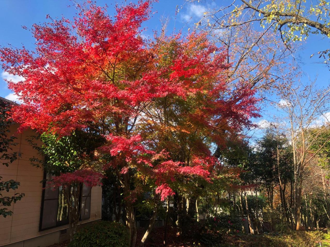 Bed and Breakfast Yufuin Hoshinosato Esterno foto